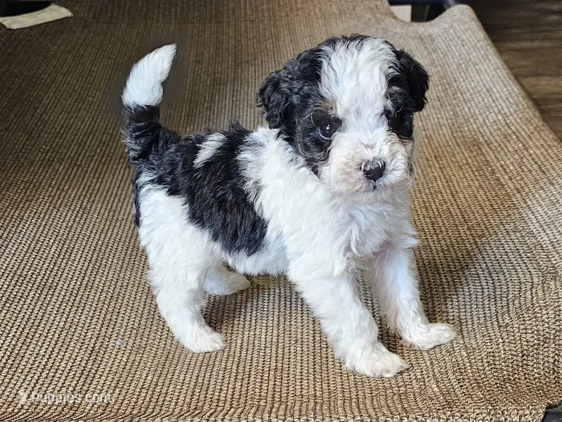 Mini – Miniature Bernedoodle puppy on hold in Granby, MO