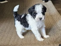 Mini, a female Miniature Bernedoodle for sale in Granby, MO – 1 of 2