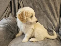 Honey , a female Miniature Bernedoodle for sale in Granby, MO – 4 of 7