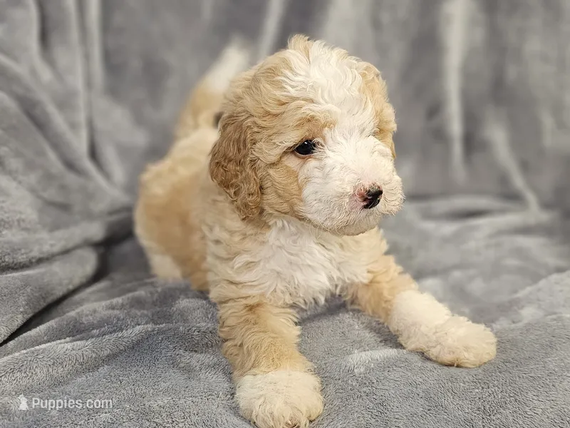 Sadie – Miniature Bernedoodle puppy on hold in Granby, MO