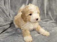 Sadie, a female Miniature Bernedoodle for sale in Granby, MO – 1 of 1