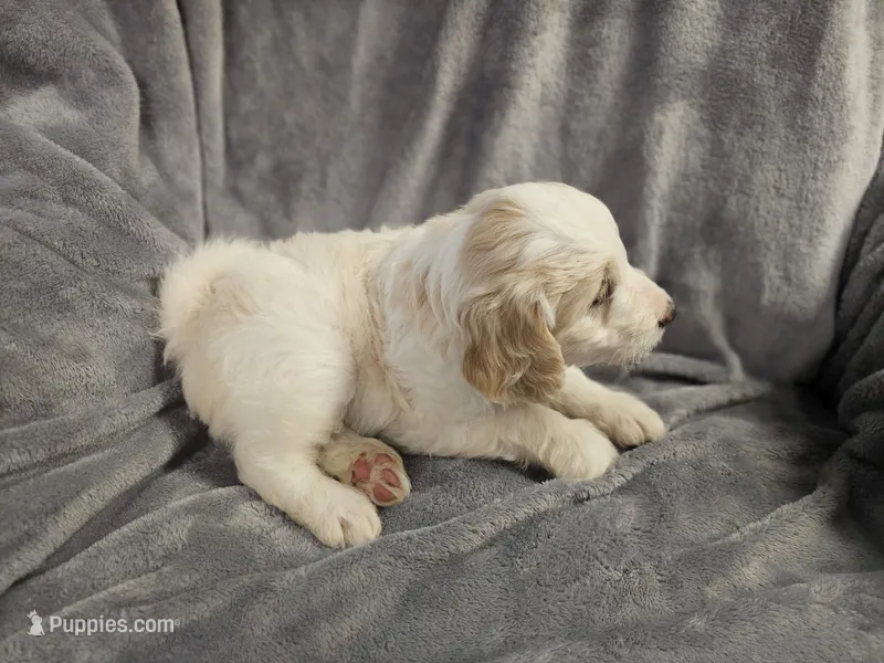 Honey  – Miniature Bernedoodle puppy for sale in Granby, MO