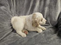 Honey , a female Miniature Bernedoodle for sale in Granby, MO – 1 of 1