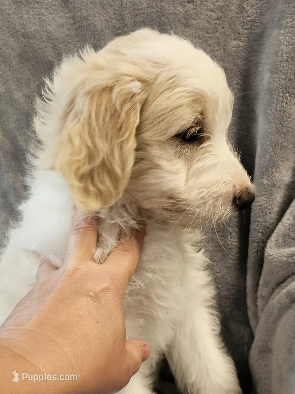 Honey  – Miniature Bernedoodle puppy for sale in Granby, MO