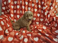 Penny, a female Miniature Bernedoodle for sale in Granby, MO – Photo 4 of 4
