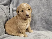 Penny, a female Miniature Bernedoodle for sale in Granby, MO – Photo 2 of 4