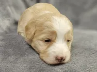 Honey, a female Miniature Bernedoodle for sale in Granby, MO – Photo 3 of 5