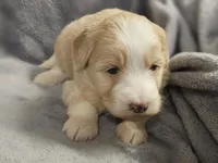 Honey, a female Miniature Bernedoodle for sale in Granby, MO – Photo 4 of 5