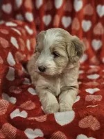 Honey, a female Miniature Bernedoodle for sale in Granby, MO – Photo 1 of 5