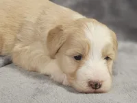 Honey, a female Miniature Bernedoodle for sale in Granby, MO – Photo 2 of 5