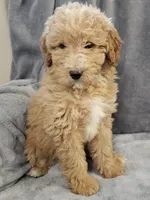 Chloe, a female Miniature Bernedoodle for sale in Granby, MO – Photo 1 of 3
