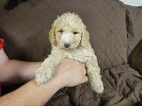 Chloe, a female Miniature Bernedoodle for sale in Granby, MO – Photo 2 of 3