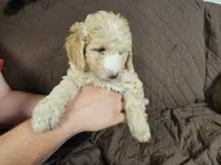 Chloe, a female Miniature Bernedoodle for sale in Granby, MO – Photo 3 of 3