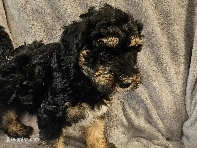 Buddy  – Miniature Bernedoodle puppy for sale in Granby, MO