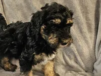 Buddy , a male Miniature Bernedoodle for sale in Granby, MO – 4 of 6