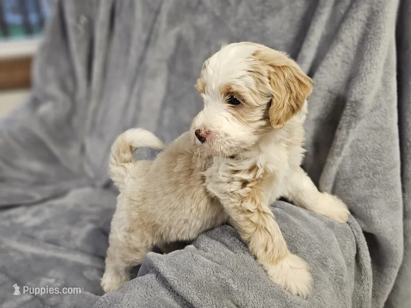 Willow – Miniature Bernedoodle puppy for sale in Granby, MO