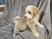 Willow, a female Miniature Bernedoodle for sale in Granby, MO – 1 of 1