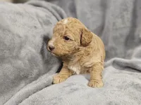 processed/72974680-2c5c-46ad-80e2-2688be2ff921/listing/6b8e9030-e2f5-4b82-82cc-ae550eb5c67f/fc6629f0-3ebf-43d3-8f86-ac0bb7012ff9