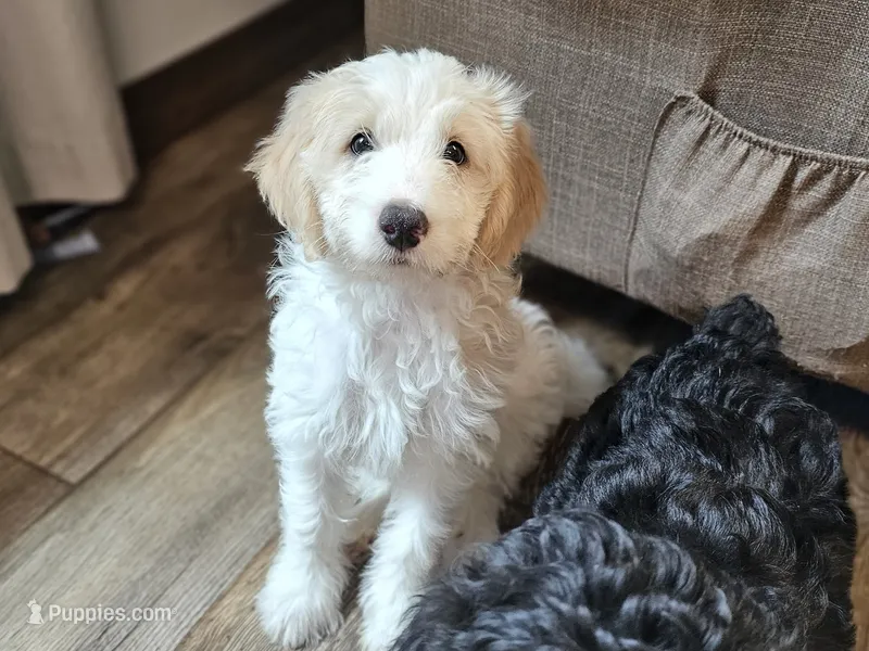 Honey  – Miniature Bernedoodle puppy for sale in Granby, MO