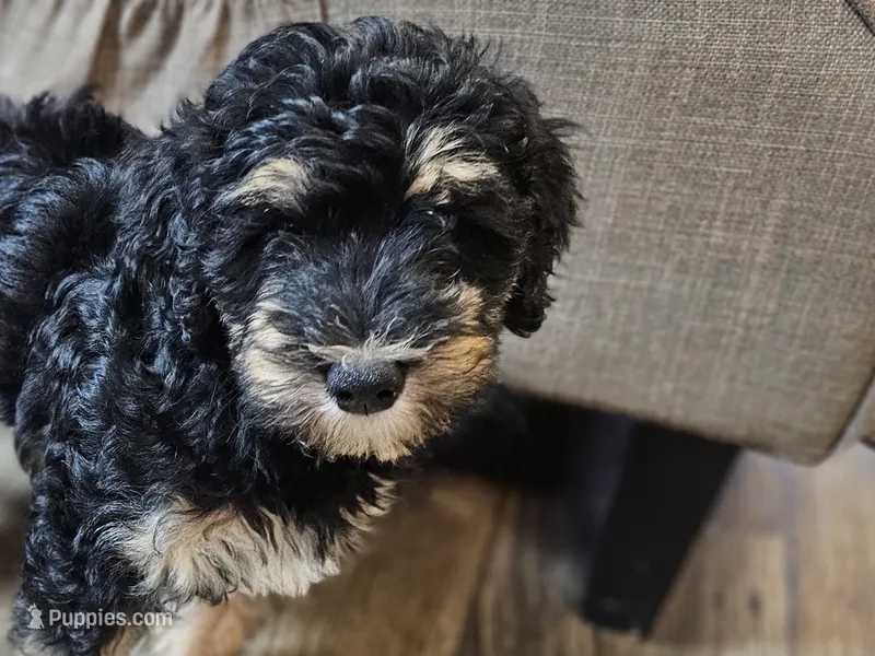 Buddy  – Miniature Bernedoodle puppy for sale in Granby, MO