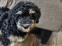 Buddy , a male Miniature Bernedoodle for sale in Granby, MO – 2 of 6