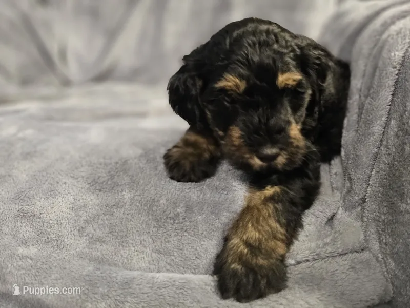 Buddy  – Miniature Bernedoodle puppy for sale in Granby, MO