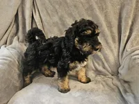 Buddy , a male Miniature Bernedoodle for sale in Granby, MO – 5 of 6
