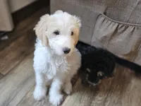 Honey , a female Miniature Bernedoodle for sale in Granby, MO – 5 of 7