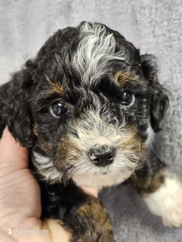 Bailey  – Miniature Bernedoodle puppy on hold in Granby, MO