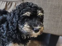 Buddy , a male Miniature Bernedoodle for sale in Granby, MO – 3 of 6