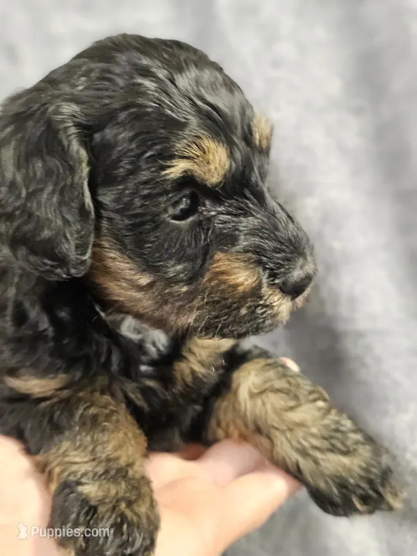 Brooklyn  – Miniature Bernedoodle puppy for sale in Granby, MO