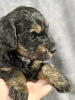 Brooklyn , a female Miniature Bernedoodle for sale in Granby, MO – 1 of 1
