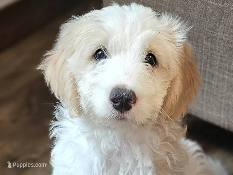 Honey  – Miniature Bernedoodle puppy for sale in Granby, MO