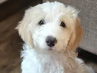 Honey , a female Miniature Bernedoodle for sale in Granby, MO – 1 of 7