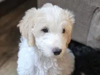 Honey , a female Miniature Bernedoodle for sale in Granby, MO – 2 of 7