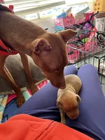 Eden, a female Miniature Pinscher for sale in Mystic, CT – 3 of 3