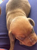 Eden, a female Miniature Pinscher for sale in Mystic, CT – 2 of 3