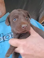 Clyde, a male Labrador Retriever for sale in Shelby, NC – 3 of 4