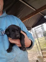 Max, a male Labrador Retriever for sale in Shelby, NC – 4 of 6