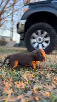 Clyde, a male Labrador Retriever for sale in Shelby, NC – 1 of 4