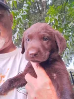 Clyde cell 704-692-1627, a male Labrador Retriever for sale in Shelby, NC – 6 of 7