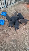 Clyde, a male Labrador Retriever for sale in Shelby, NC – 4 of 4