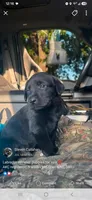 Sally cell 704 692 1627 , a female Labrador Retriever for sale in Shelby, NC – 1 of 5