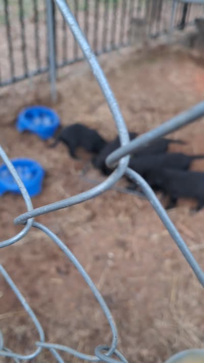 Max, a male Labrador Retriever for sale in Shelby, NC – 6 of 6