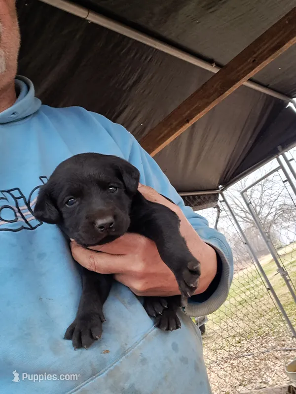 Max – Labrador Retriever puppy for sale in Shelby, NC
