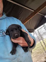 Max, a male Labrador Retriever for sale in Shelby, NC – 1 of 6