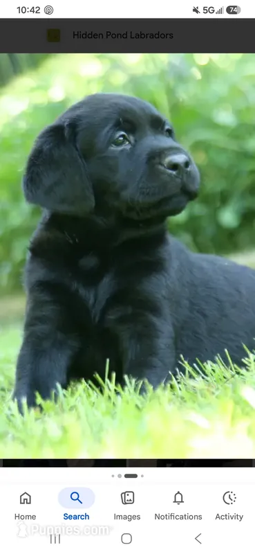 Max cell 704 692 1627  – Labrador Retriever puppy for sale in Shelby, NC