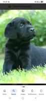 Max cell 704 692 1627 , a male Labrador Retriever for sale in Shelby, NC – 1 of 7