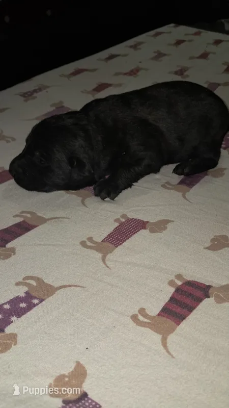 Sally – Labrador Retriever puppy for sale in Shelby, NC