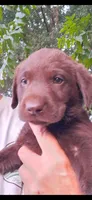Clyde cell 704-692-1627, a male Labrador Retriever for sale in Shelby, NC – 1 of 7